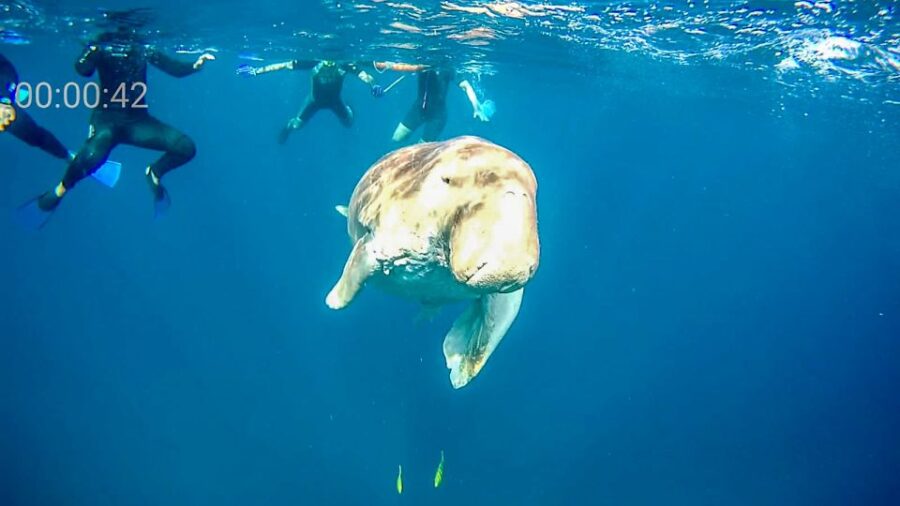 Marsa Alam: Private Snorkeling Trip With Dugong and Turtles