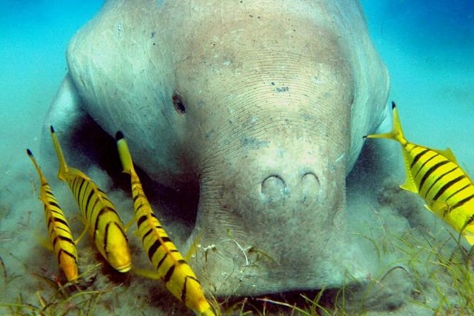 Marsa Alam: Snorkeling at Abu Dabab Beach