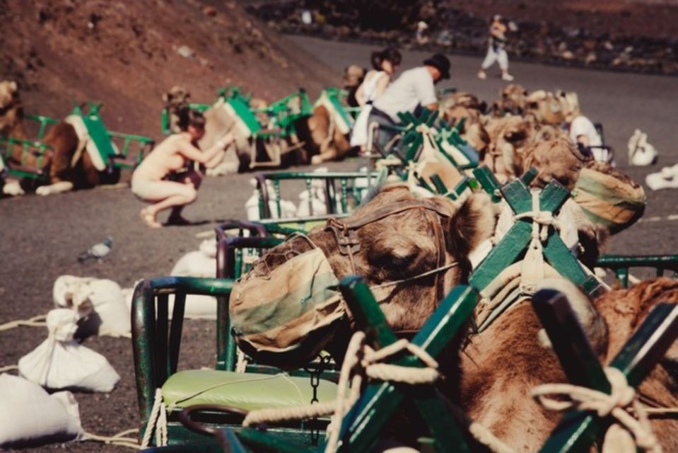 Maspalomas: Guided Camel Ride in the Maspalomas Sand Dunes - Activity Overview