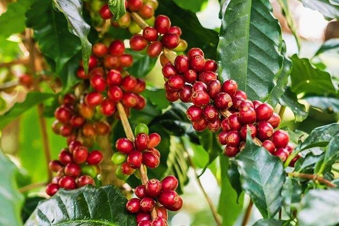 8 Best Coffee Tours And Tastings In Arusha