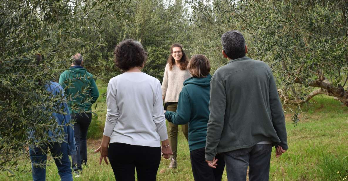 Messenia: Olive Oil Experience-Basic Tour and Tasting - Tour Overview