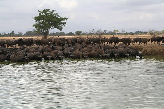 25 Best National Park Tours in Dar Es Salaam