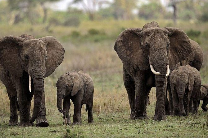 Mikumi National Park in a Day – a Day Tour From Morogoro