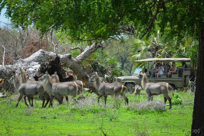 Mikumi Safari Tour: Day Trip Return Flight From Zanzibar - Tour Overview and Highlights