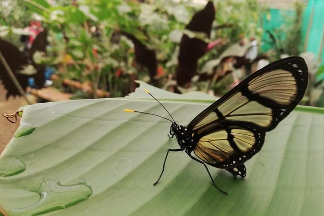 Mindo Cloud Forest - Private Tour From Quito - Nature, Waterfalls and Chocolate - Pickup and Transportation