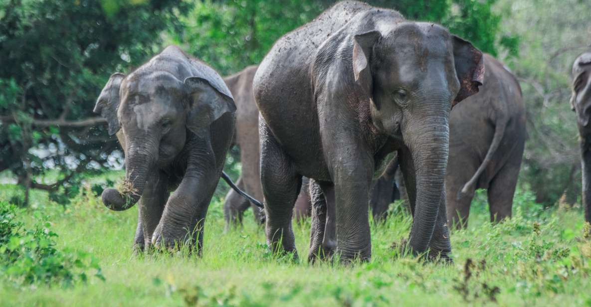 Minneriya Elephant Gathering Spectacle - Exploring the Elephant Gathering