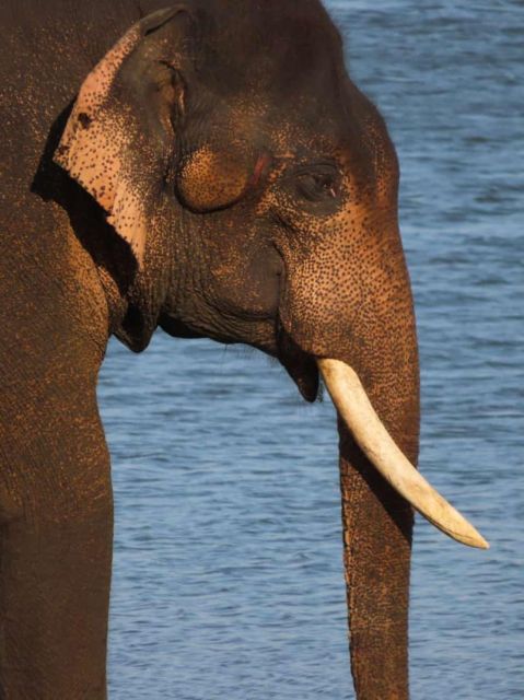Minneriya/Kaudulla/Hurulu National Park Safari