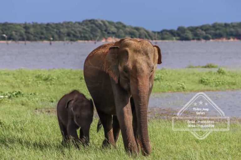 Minneriya National Park Elephant Safari by 4×4 Jeep