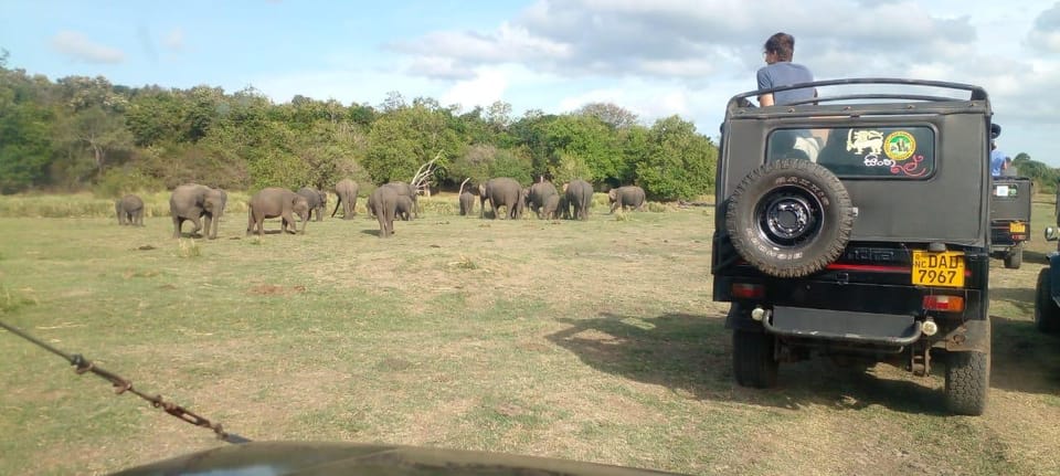 Minneriya National Park Excursion - Overview of Excursion