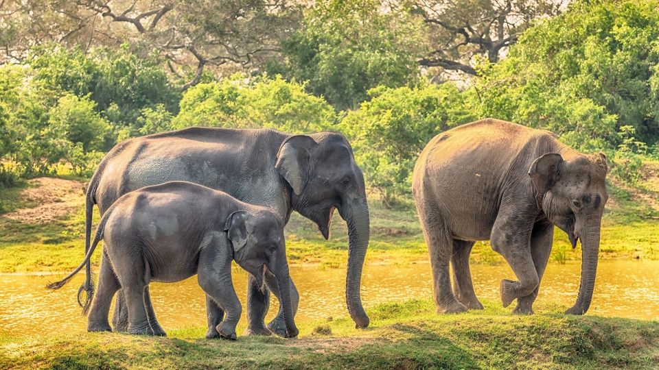 Minneriya National Park: Halfday Jeep Safari With Wild Tours - Safari Overview