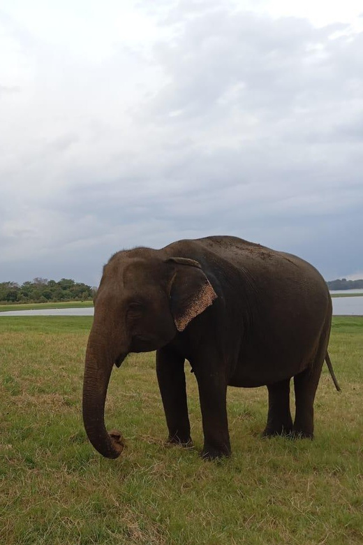 Minneriya: National Park Jeep Safari From Sigiriya/Dambulla