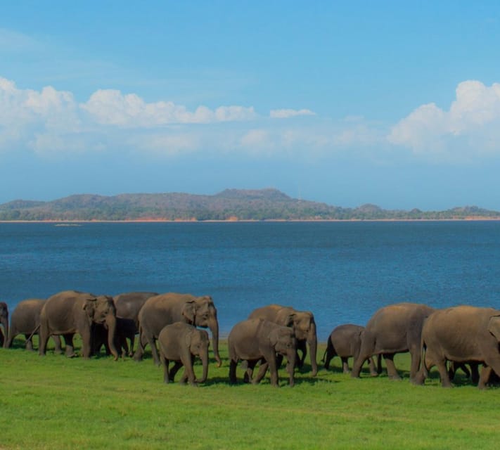 Minneriya National Park Private Jeep Elephant’s Safari