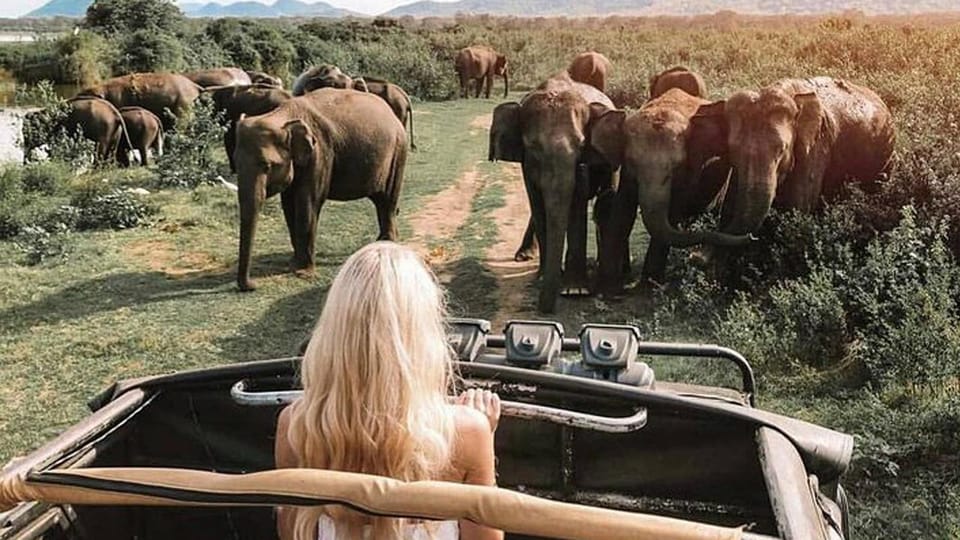 Minneriya National Park Private Safari Tour - Tour Overview and Pricing