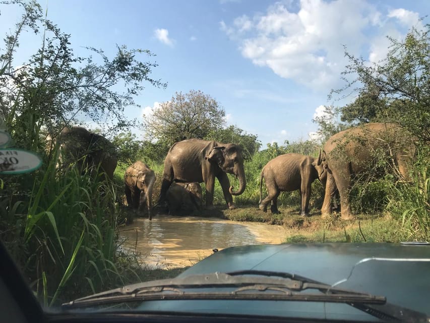 Minneriya National Park Safari (Private Safari)