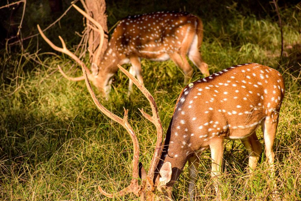 Minneriya National Park Safari With Jeep & Entrance Ticket - Activity Overview