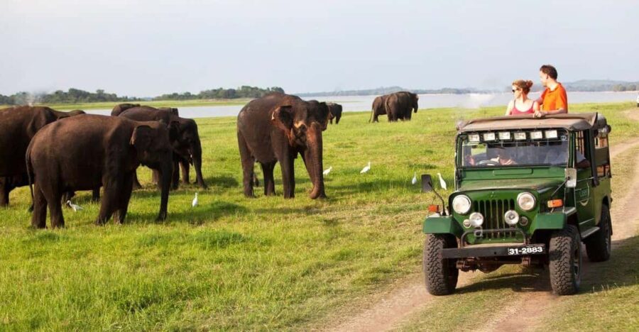 Minneriya:Jeep Safari From Sigiriya