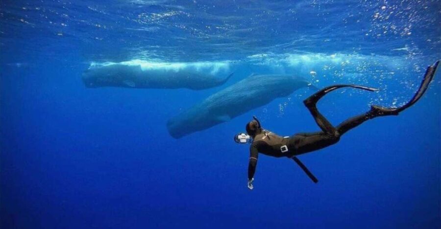 Mirissa: Snorkelling With Whales and Marine Life