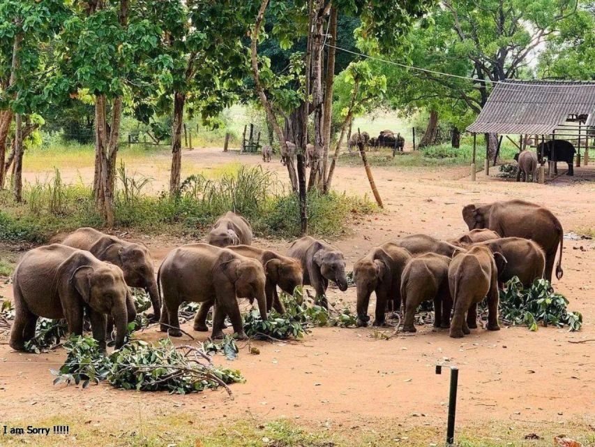 Mirissa/Weligama: Udawalawe Safari & Elephant Transits Home