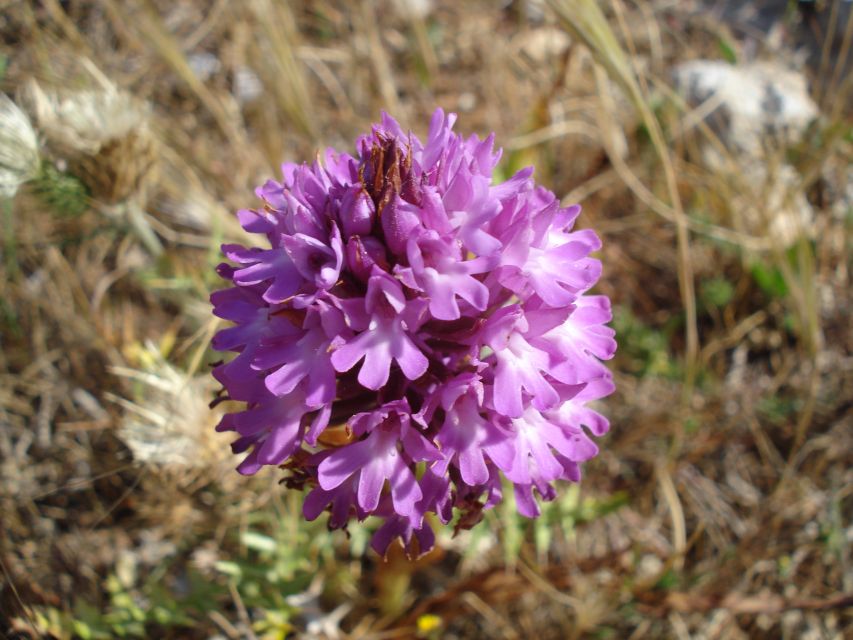 Mistra Valley and Selmun Private Nature Tour With Transport - Tour Overview