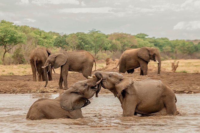 Moments With Elephants