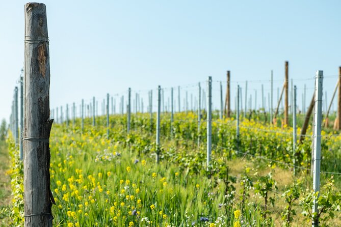Monferrato (Asti): Wine Tour With Light Lunch Picnic in the Vineyards