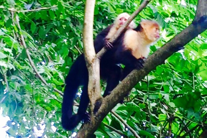 Monkey Mangrove Tour