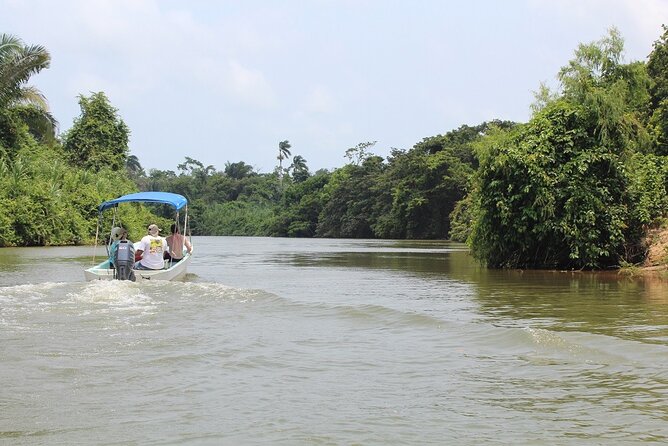 Monkey River Tour (With Transportation From Hopkins)