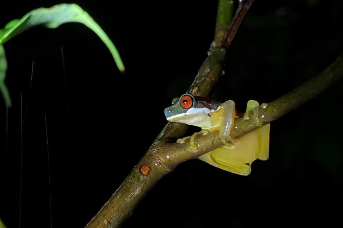 Monteverde Tropical Forest Night Tour