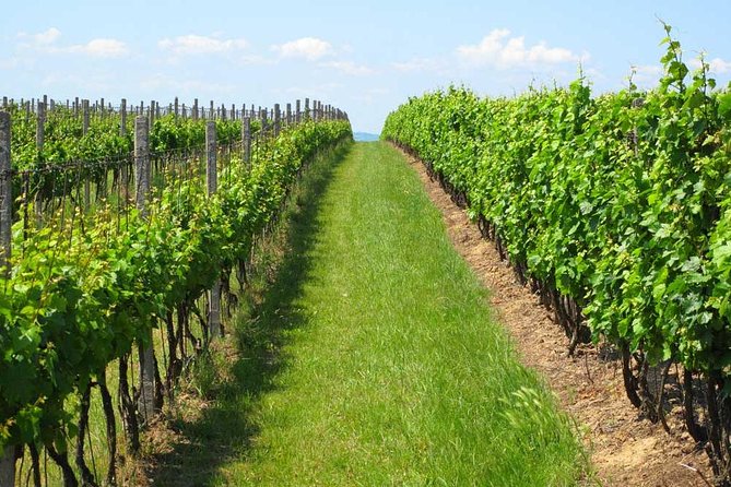 Montevideo Wine Tour With Tasting and Lunch