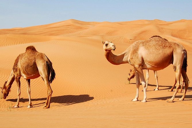 2 Best Bike Tours In Sharjah