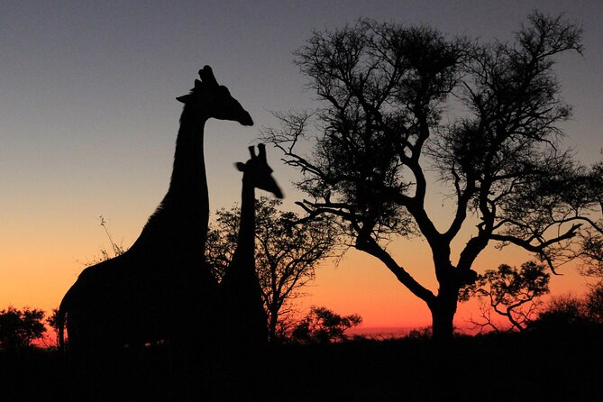 Morning Game Drive Safari Near Hoedspruit - Overview of the Experience