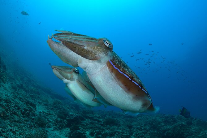 Muscat Diving Experience to Daymaniyat Islands