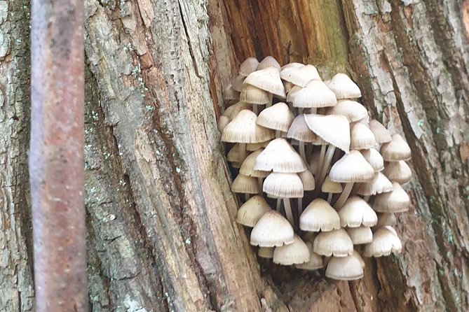 MUSHROOM FORAGING TOUR in Slovenia - Logistics