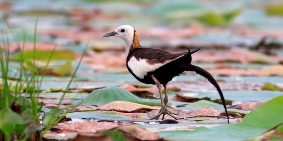 Muthurajawela: Wetland Bird Watching Tour From Colombo! - Tour Overview