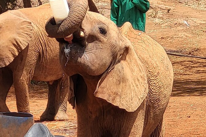Nairobi National Park, Baby Elephant Orphanage and Giraffe Center