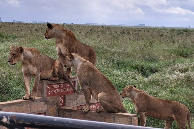 Nairobi National Park Daily Game Drives. - Unique Wildlife Experience