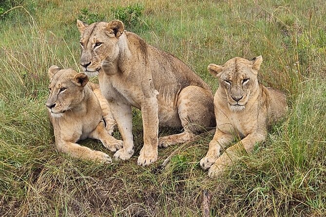 Nairobi National Park Game Drive With Free Pick Up Group Joining