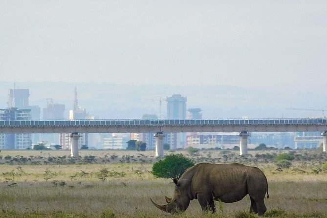 Nairobi National Park Guided Half Day Tour Game Drive- FREE WIFI
