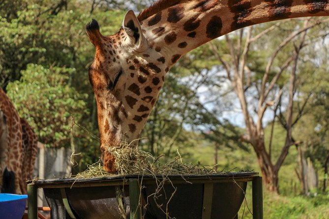 Nairobi National Park Private Safari