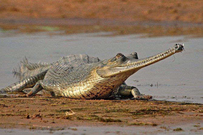 National Chambal Sanctuary and Alligator Day Tour From Agra