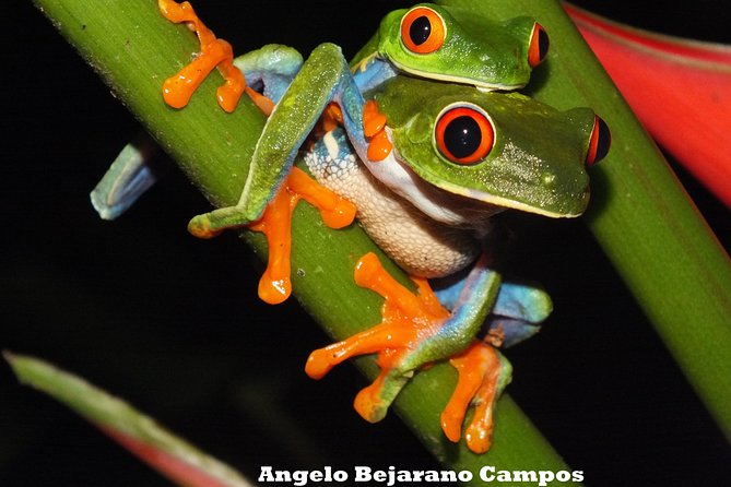 Nature Walk at Mistico Park Hanging Bridges - Highlights of the Tour