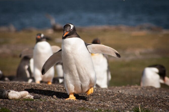 Navigation Through the Beagle Channel to the Penguin Colony