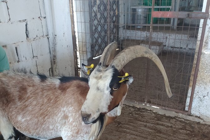 Naxos Farm Experience