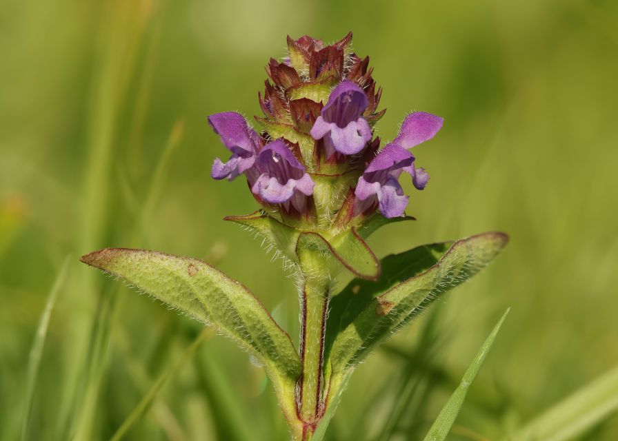 New Forest Explorer Walk (Hampton Ridge) - Activity Overview