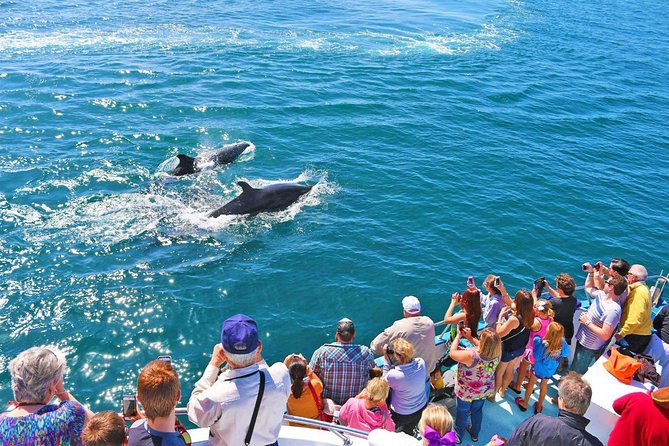 Newport Beach Whale and Dolphin Watching Cruise