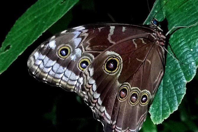 Night Hike Wildlife Observation in Santa Elena Monteverde