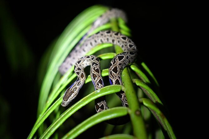 Night Hiking Tour at the Gandoca Manzanillo Mixed Refuge