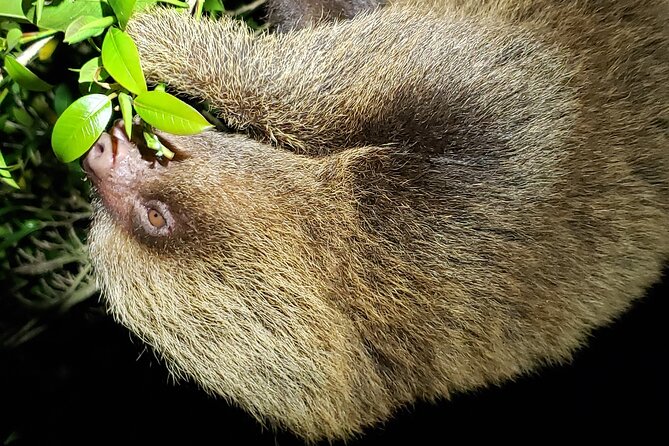 Night Walk Experience in Wildlife Refuge Monteverde