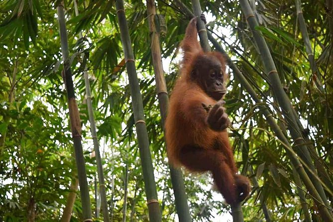 North Sumatra & Barumun Nagari Wildlife Sanctuary Program
