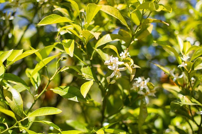 Noto Organic Farm Tour and Lunch or Dinner - Sicily